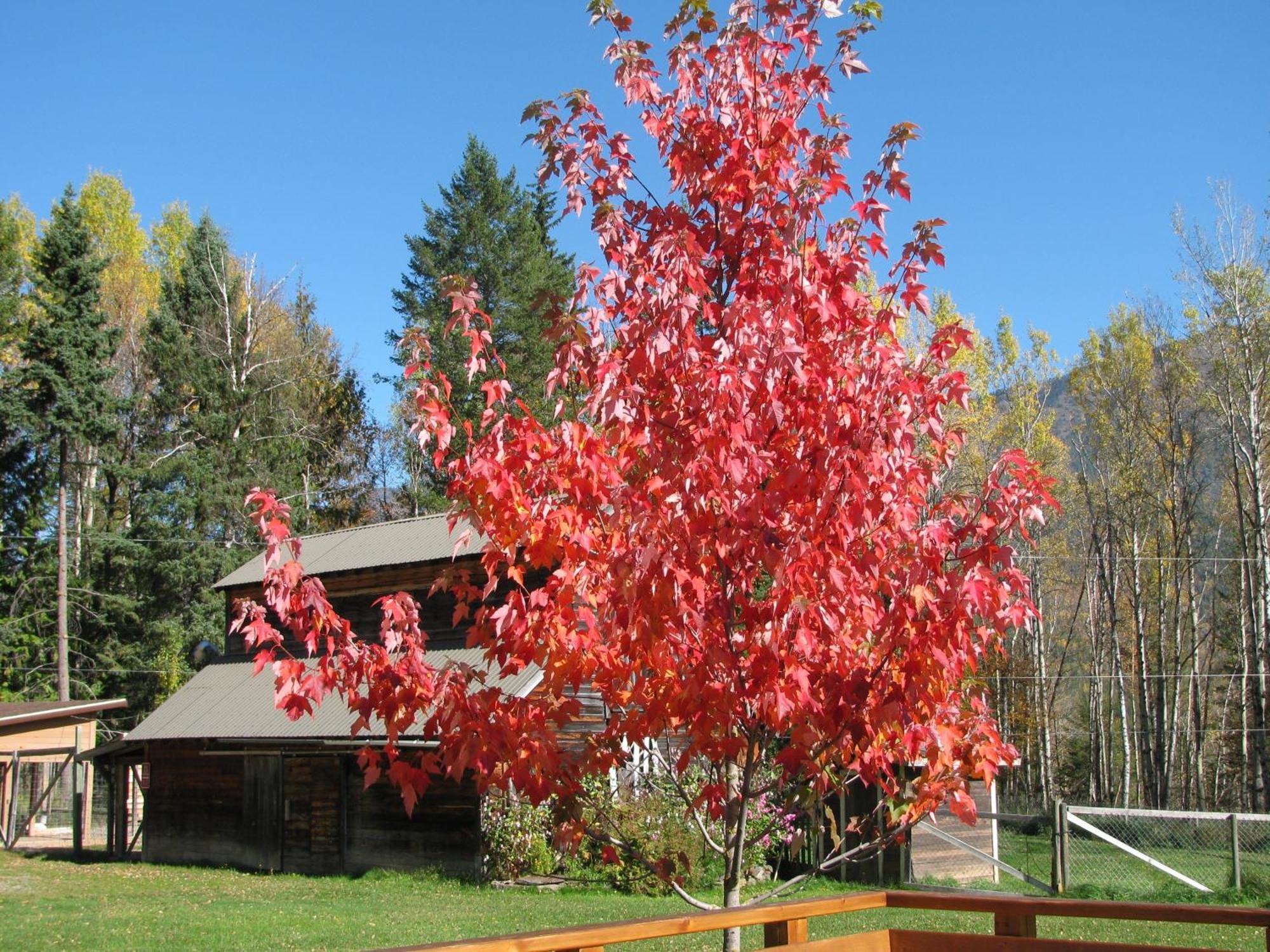 Birch Meadows Lodge B&B Fernie Dış mekan fotoğraf
